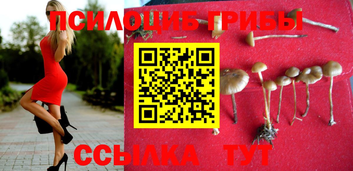 Псилоцибиновые грибы Cubensis Малгобек